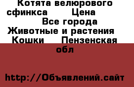 Котята велюрового сфинкса. .. › Цена ­ 15 000 - Все города Животные и растения » Кошки   . Пензенская обл.